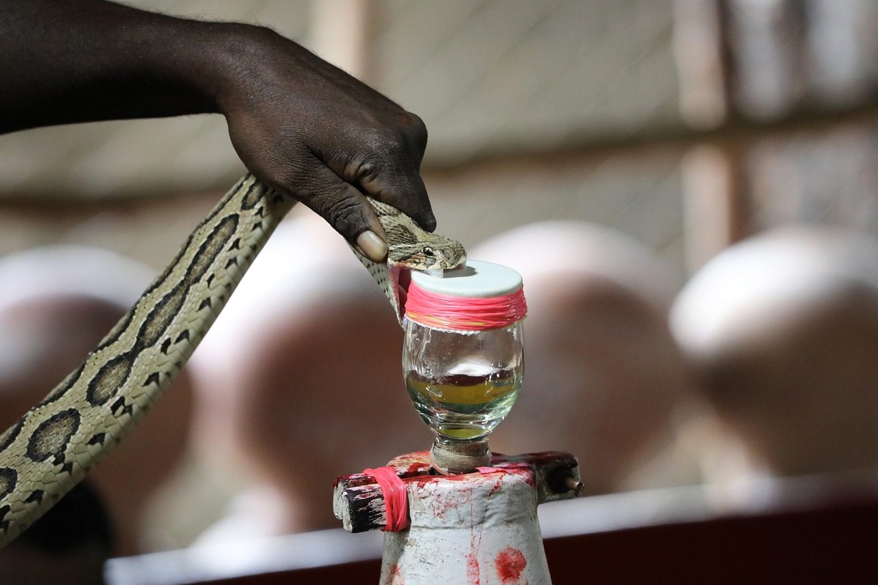 A  snake is encouraged to bite a covered glass beaker to extract the venom. 