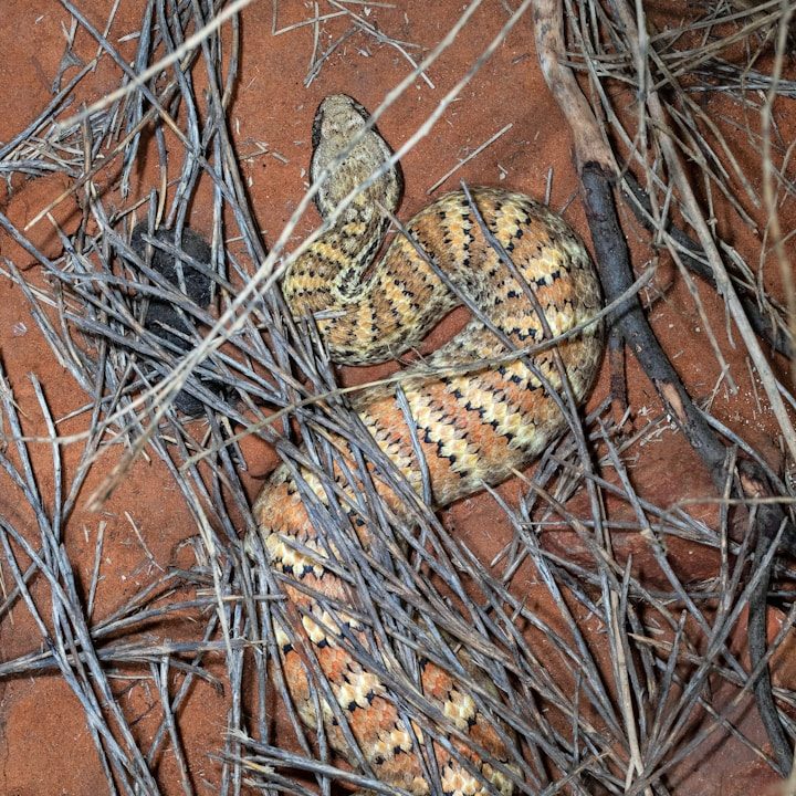 A Death Adder resting among dry leaves and red soil.
