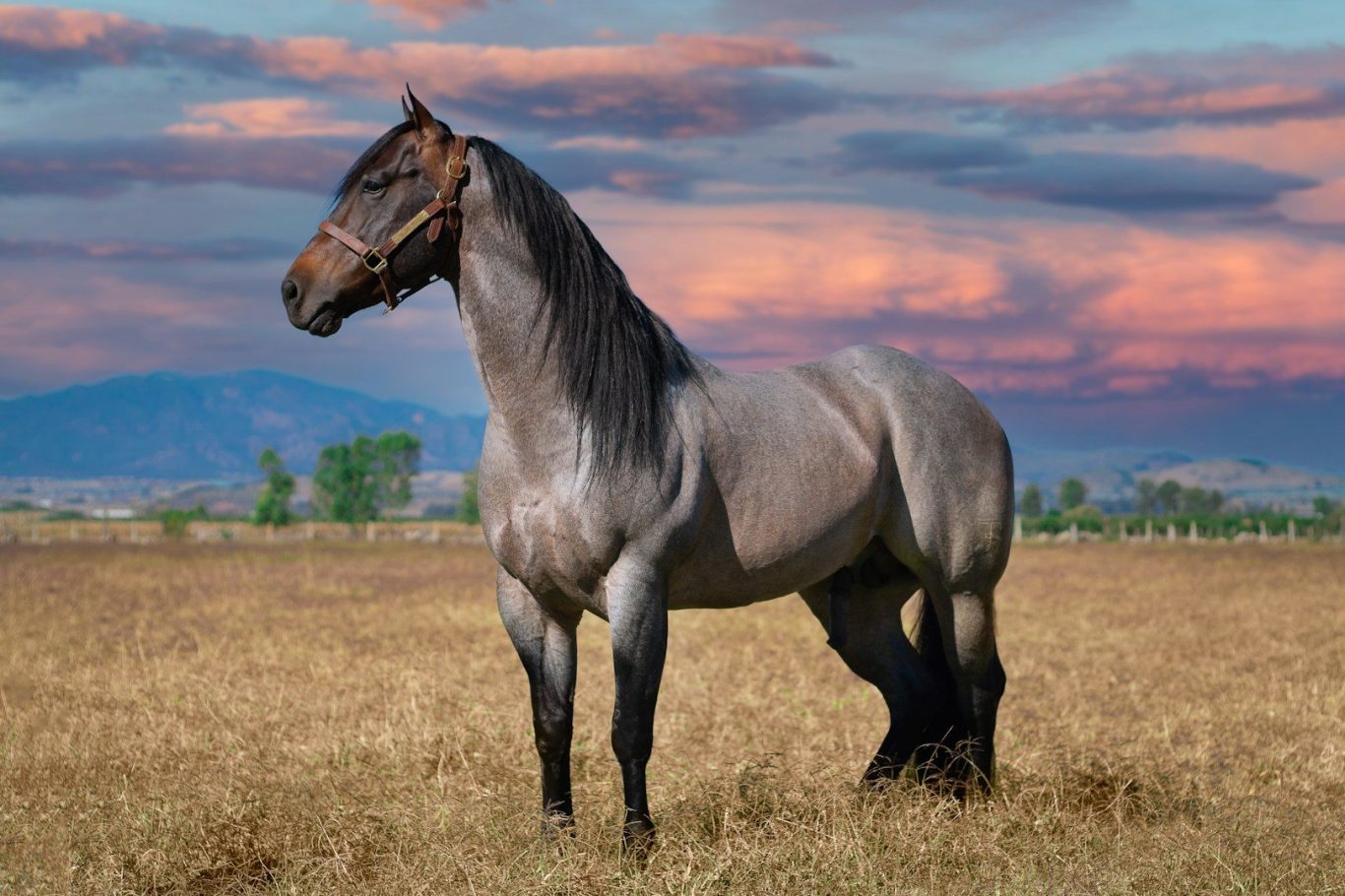 A muscular horse standing in a field with a sunset backdrop.