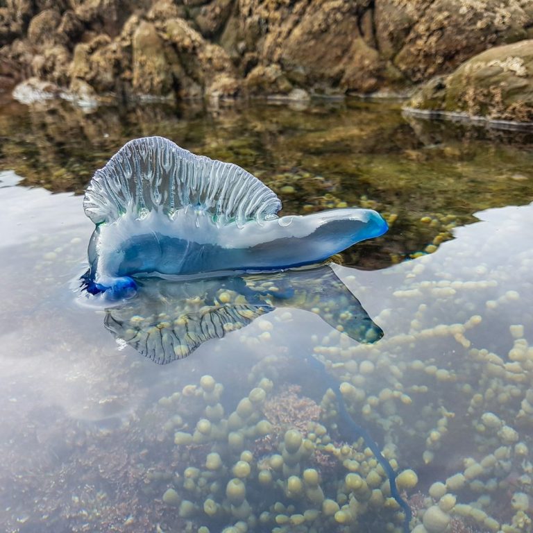 A blue Portuguese man o' war floating on water near rocky formations.