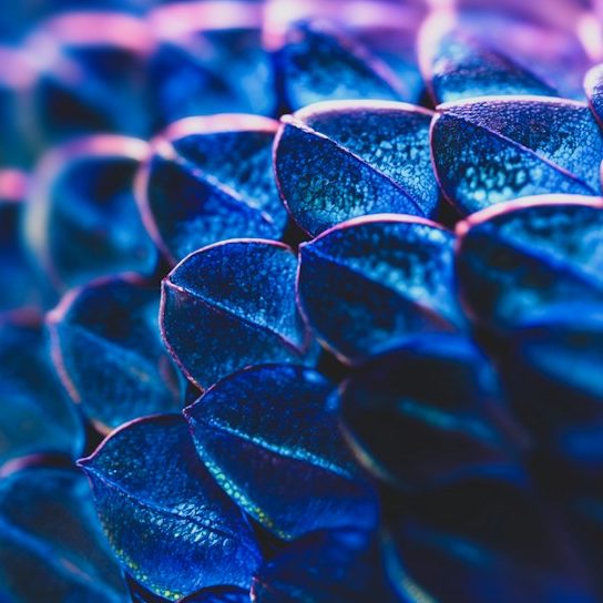 Close-up of vibrant blue and purple patterned scales.